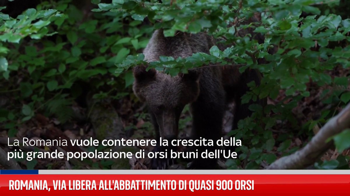 In Romania è arrivato il via libera all'abbattimento di quasi 900 orsi, in questo modo il Paese vuole contenere la più grande popolazione di orsi bruni in UE