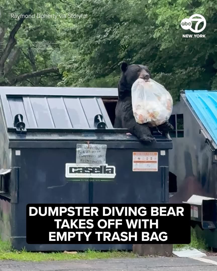 A dumpster-diving bear in Lake Harmony, Pennsylvania, grabbed a bag of trash and made a quick getaway, but the contents didn't make it very far.
