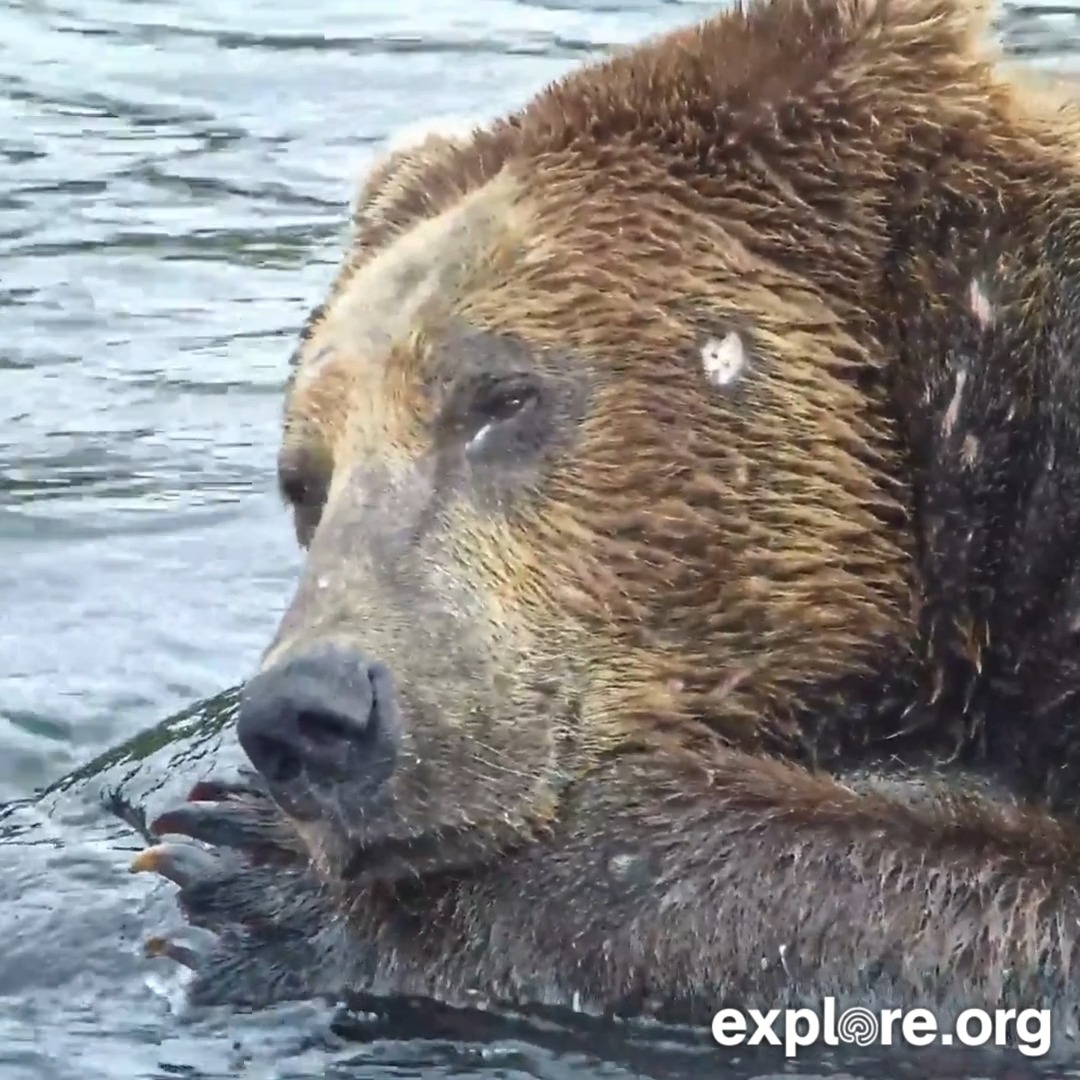 You haven't relaxed until you've had a post-salmon nap.