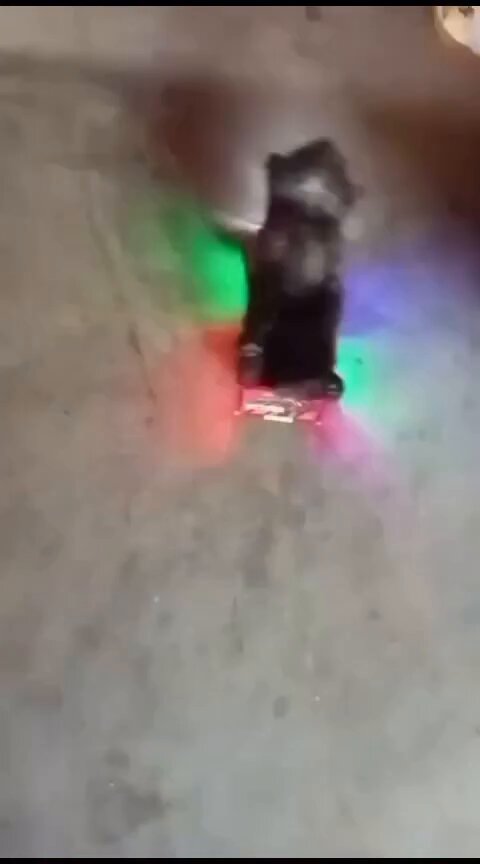 cats with a fire truck
