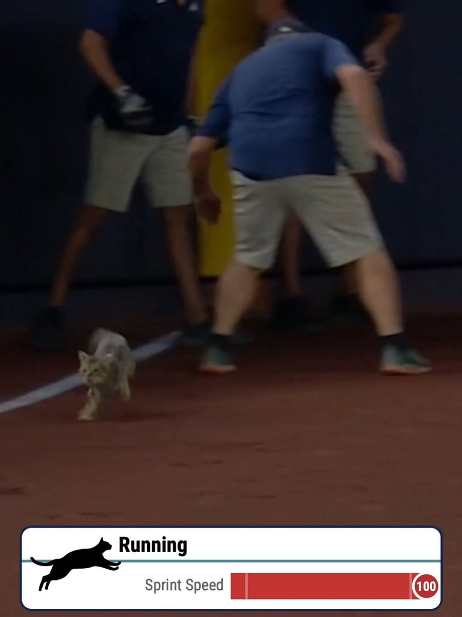 Take Meowt to the Ballgame!