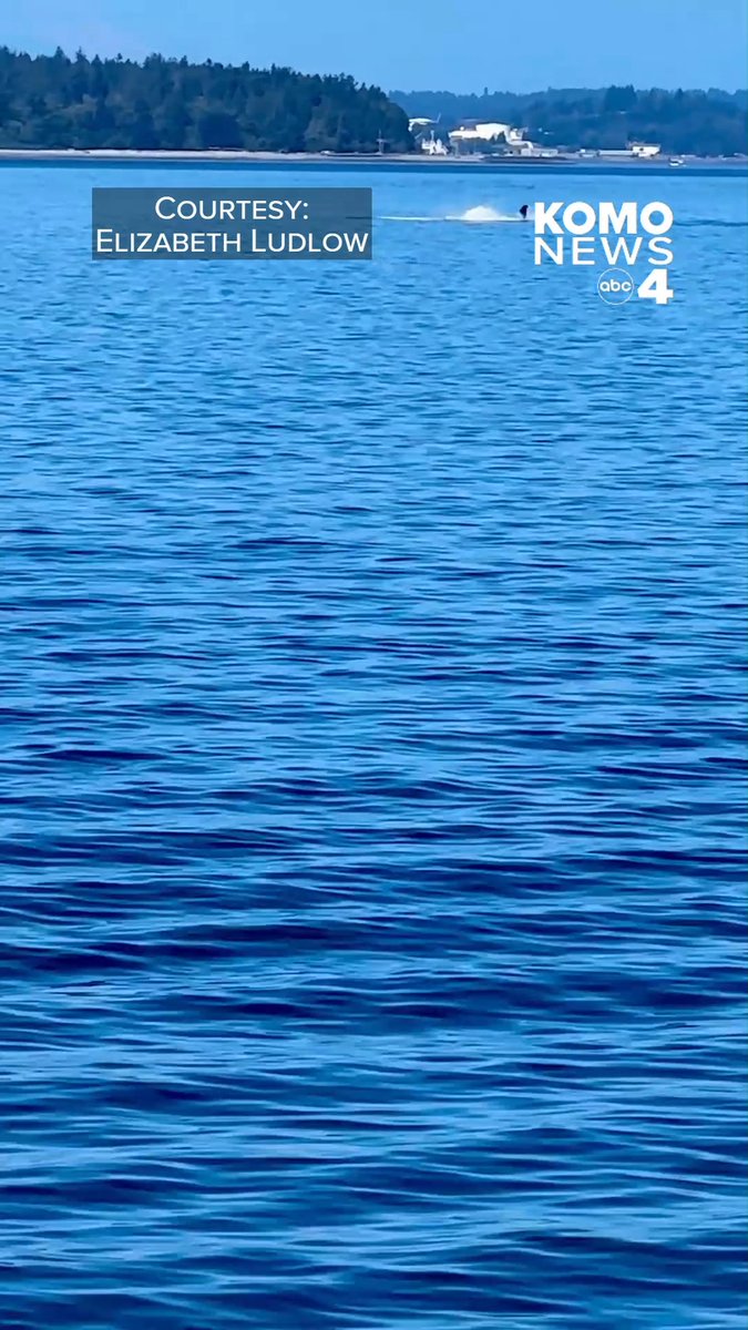 “There it is!”🐳 A Humpback whale was spotted making a splash in the Puget Sound this week. 📸: Elizabeth Ludlow via Chime In