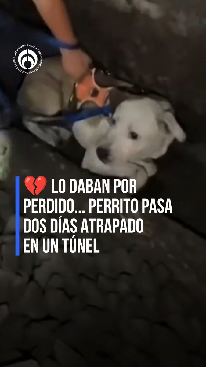 🥹💔 Lo daban por perdido… Perrito pasa dos días atrapado en un túnel 🚂; creyeron que había sido atropellado por un tren. #RFmx #Imperdible