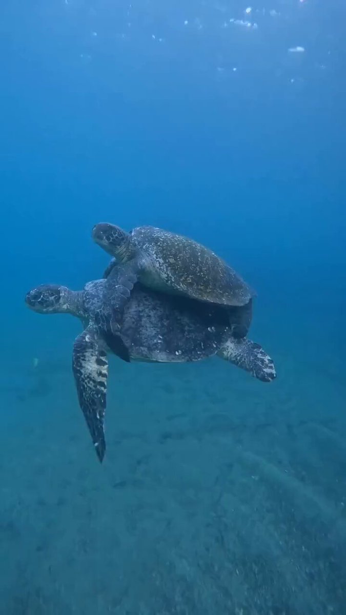 Incluso las tortugas pueden sentirse como princesas por un momento.