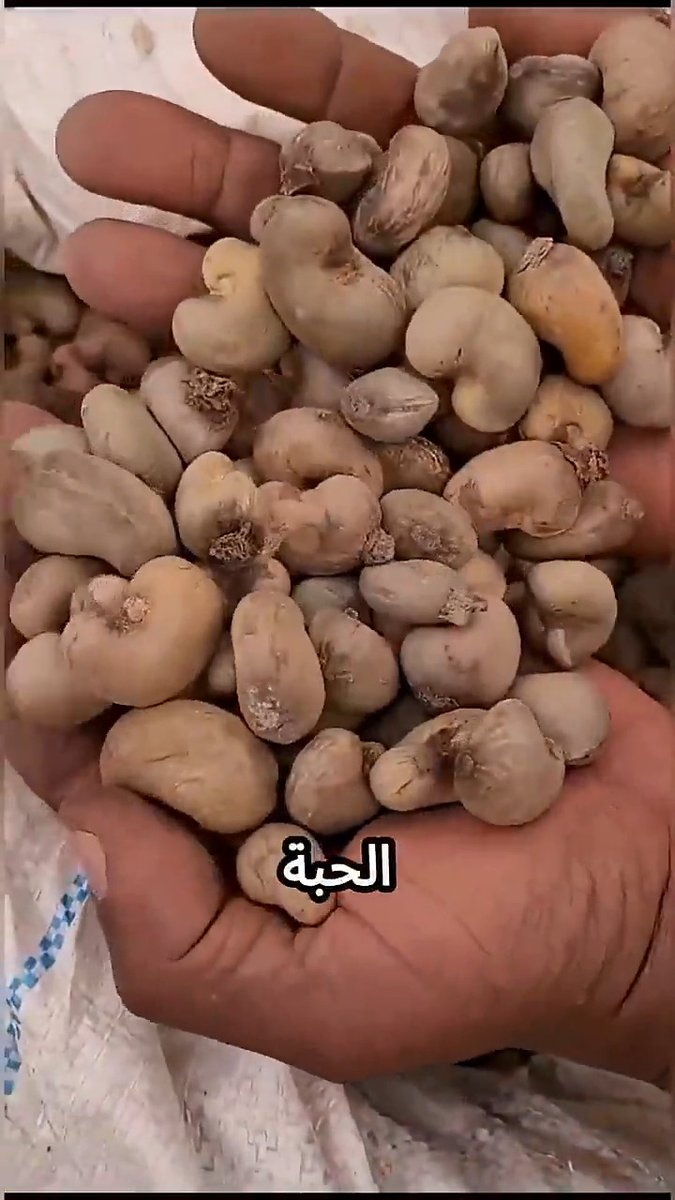 لهذا السبب لا يباع الكاجو بقشرته الخارجية 🤯