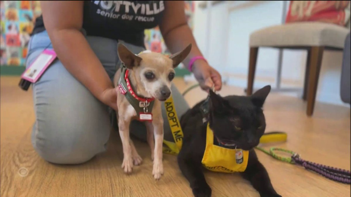 Muttville Senior Dog Rescue in San Francisco has brought on a cat to help determine how open the adoptable canines are to living with a feline