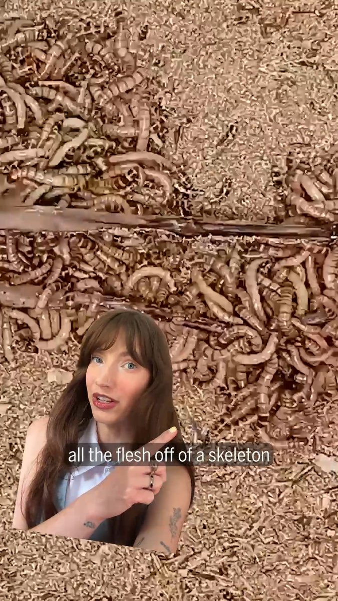 Museum curators faced with cleaning animal skeletons for display may soon turn to an unusual new tool: flesh-eating beetle larvae known as “superworms.” These superworms can clean up an animal carcass in a matter of hours or days while keeping the bones intact, researchers report. Learn more: News from Science