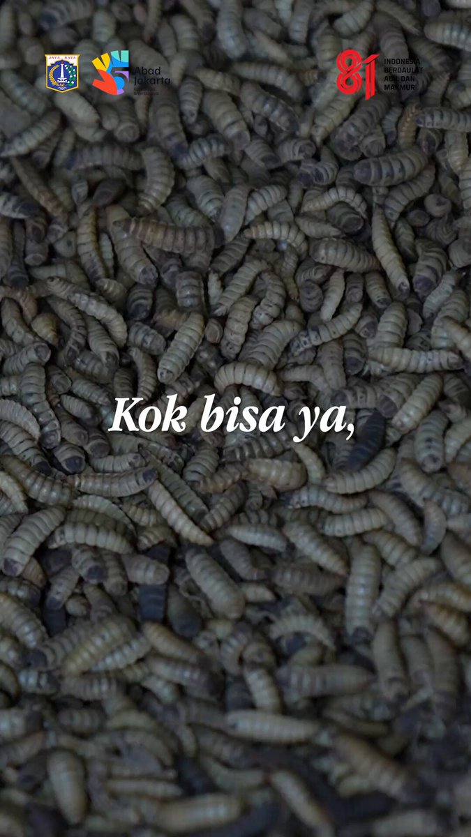 Siapa sangka, hewan kecil seperti maggot Black Soldier Fly (BSF) ternyata mampu mengurai hingga 500 kilogram sampah organik setiap harinya di lahan seluas 2,9 hektare. Lewat konsep Integrated Farming milik Ibu Maria, sisa dapur diolah menjadi pakan bernutrisi hingga pupuk organik kasgot dengan prinsip Zero Waste. Sobat Jakarta, yuk simak video ini sampai habis untuk informasi selengkapnya ya! #DKIJakarta #JagaJakarta #JakartaKotaGlobal #JakartaSadarSampah