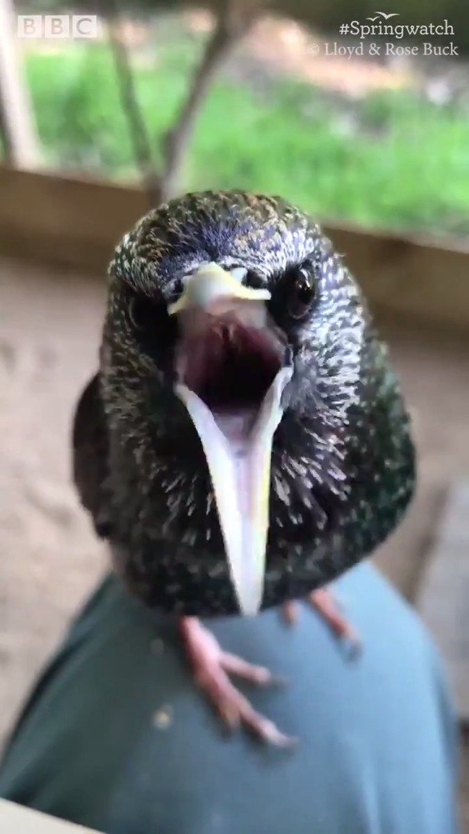 Listen to this starlingโs beatboxing skills.๐๐ฆ