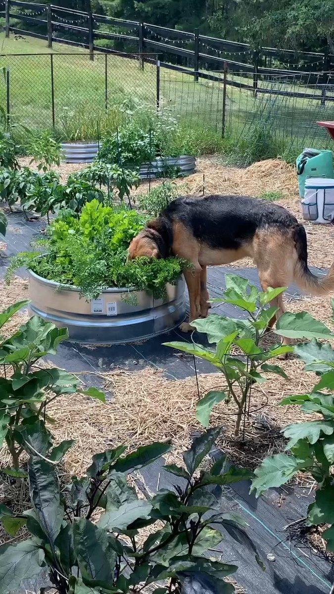 Farm fresh..🐕🐾🥕😅