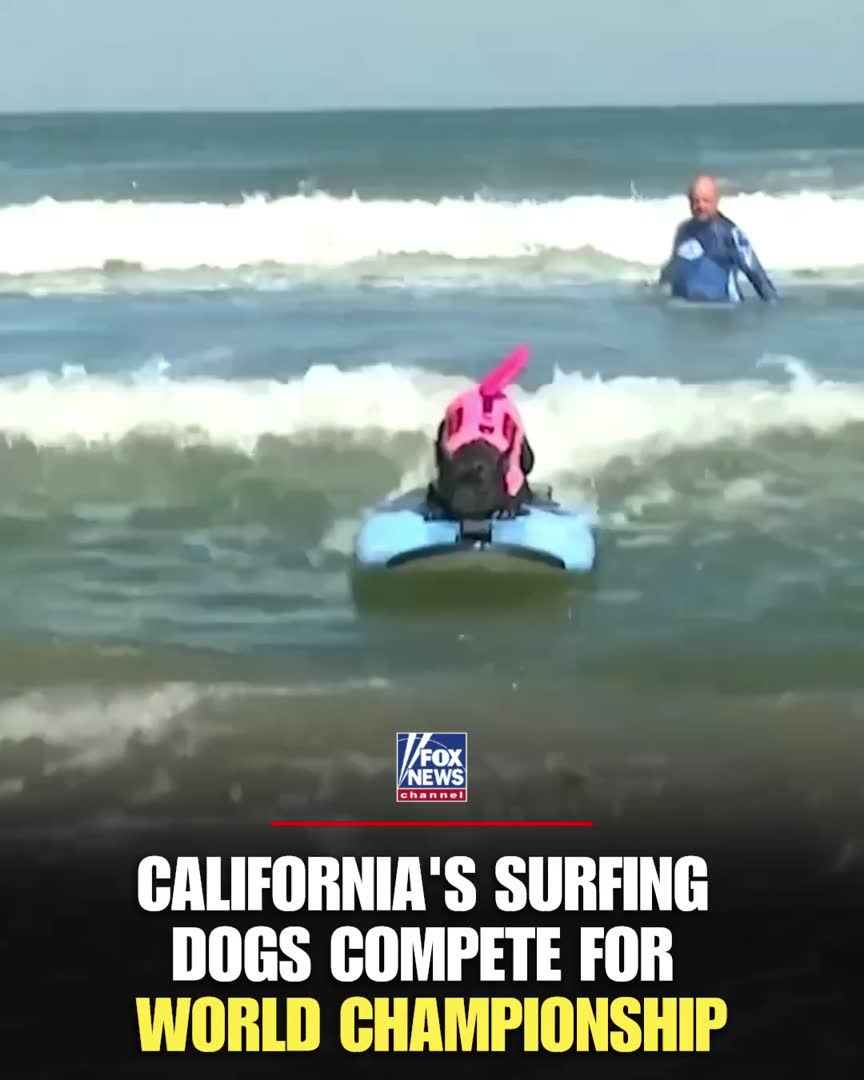 These dogs aren't just chasing waves, they're riding them. Hundreds of spectators packed the beach in Pacifica, California, for the annual World Dog Surfing Championships as pups of all shapes and sizes hit the water. Six-year-old French bulldog Iza returned for her fifth year of competition, with her owner saying they surf every chance they get during the summer. “We surf up and down the whole West Coast,” said her owner, David Fasoli. “We do it all summer long. Once a month, all summer long.”