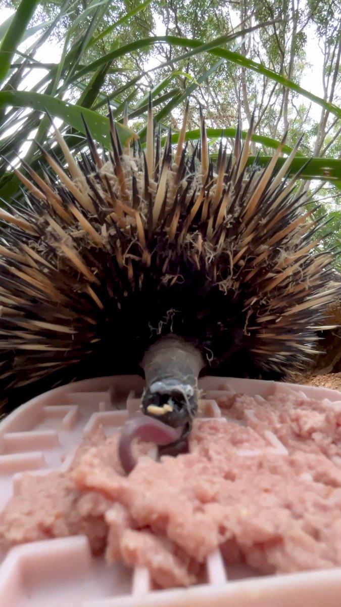 Ever seen an echidna slurp up his tucker? 🦔👅 Echidnas use their impressive 18cm-long sticky tongue to slurp up insects and termites tucked away in tiny crevices. Our keepers encourage this natural behaviour for Cojine by putting his mincemeat into a special licky mat!