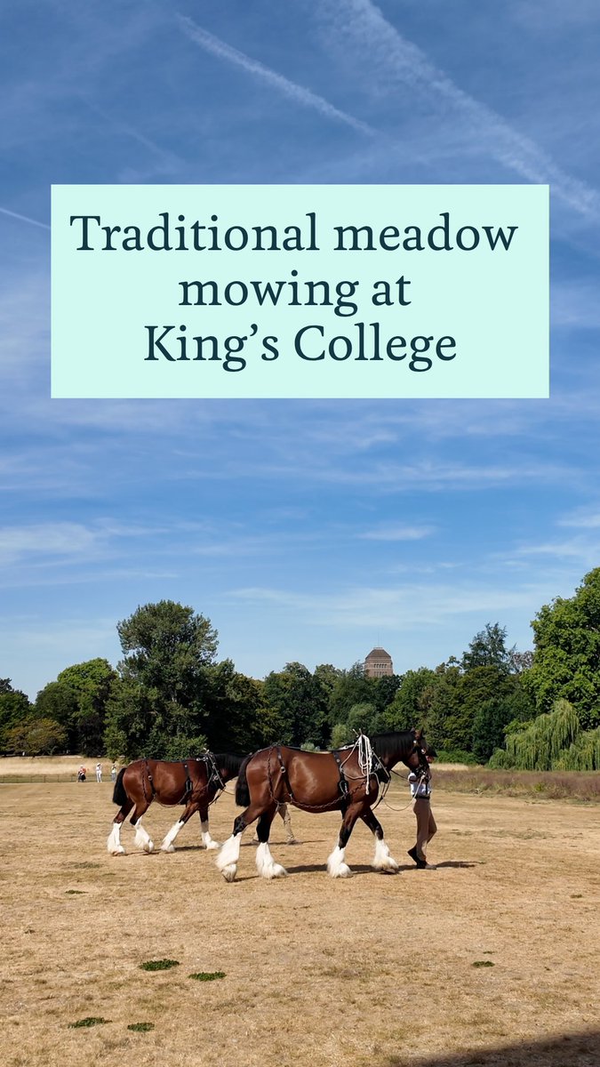 Mowing a meadow, Cambridge style 🐎💐🌼 Watch fan favourites, Cosmo and Bryn from Waldburg Shires, pull a traditional hay wain across the beautiful wildflower meadow at King's College. Catch Cosmo and Bryn today, Tuesday and Thursday between 10am and 1pm. Head to King's College, Cambridge for more information on how to visit.
