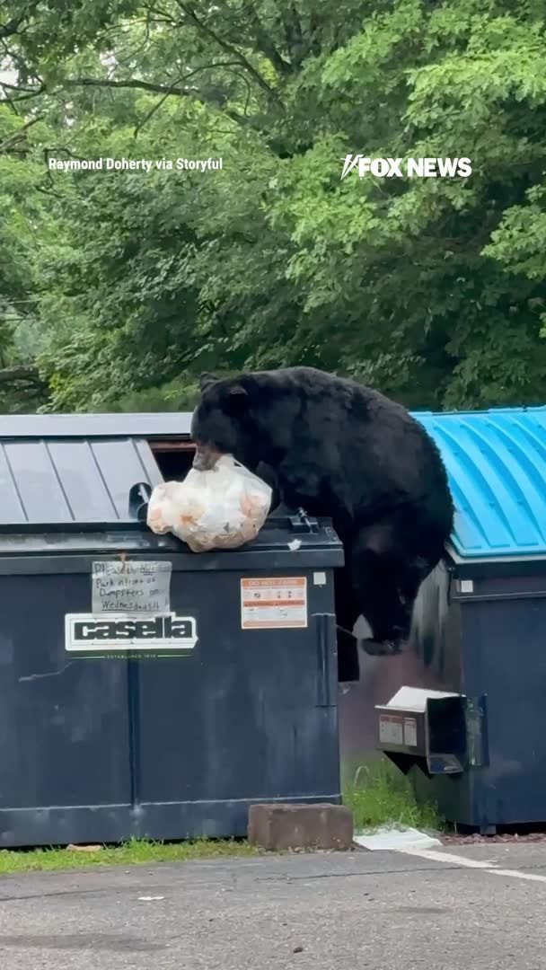 This bear thinks it just hit the jackpot. A black bear climbed out of a dumpster in Lake Harmony, Pennsylvania, dragging a trash bag behind it, only to leave most of its prizes scattered on the ground through a hole in the bag. The moment was caught on camera by Raymond Doherty, who later said he didn't realize how unusual the bear's behavior was. "It was almost like a person the way he climbed down."