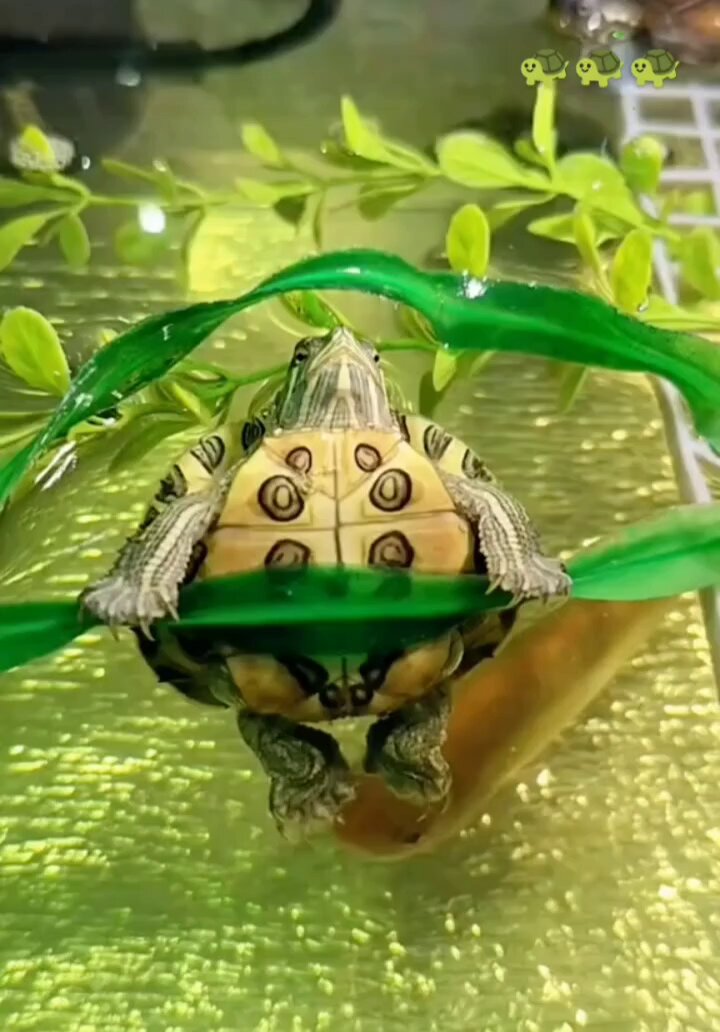 Just chilling..🐢😍