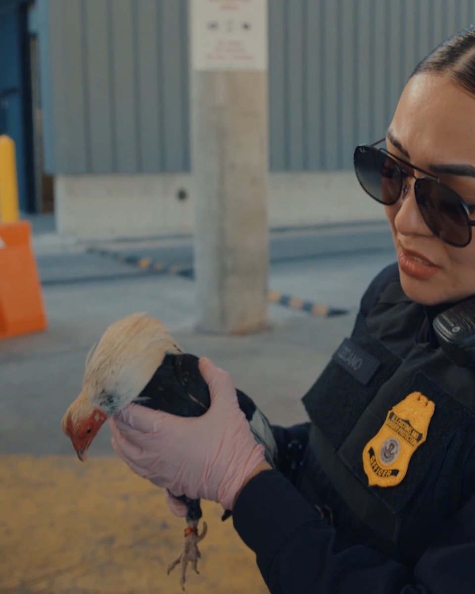 A family's day takes an emotional turn when officers explain they can't bring their pet rooster, Luis, across the border. See more on #Contraband: Seized at the Border tonight at 8P on Discovery.
