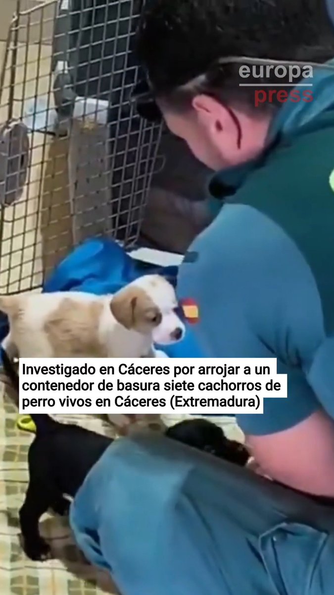 Investigado en Cáceres por arrojar a un contenedor de basura siete cachorros de perro vivos en Cáceres (Extremadura)