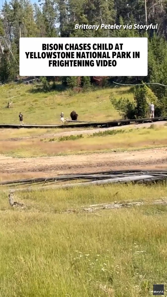 🦬 A bison chases a child at Yellowstone National Park in frightening video. Credit: Brittany Peteler via Storyful