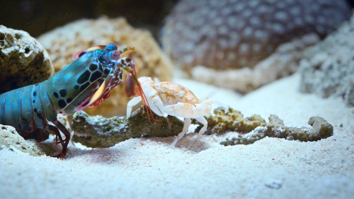WATCH: Peacock mantis shrimp have one of the fastest strikes in the animal kingdom! 🦐 Learn more about these quick-hitting crustaceans: