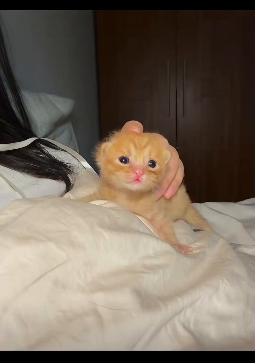 Tiny baby kitten practicing the world’s cutest meows 🥺💕 My heart just melted into a puddle…