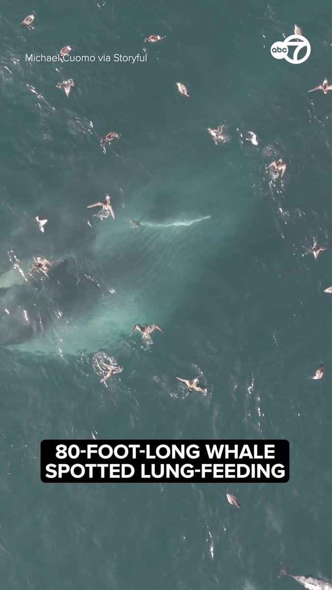 Incredible drone footage captured the moment a finback whale lunge-fed on sand eels beneath a flock of birds off Montauk, New York. The whale, estimated to be about 80 feet long, surfaced from the depths of the water to feed. Finback whales are the second-largest animals on Earth, behind only blue whales.