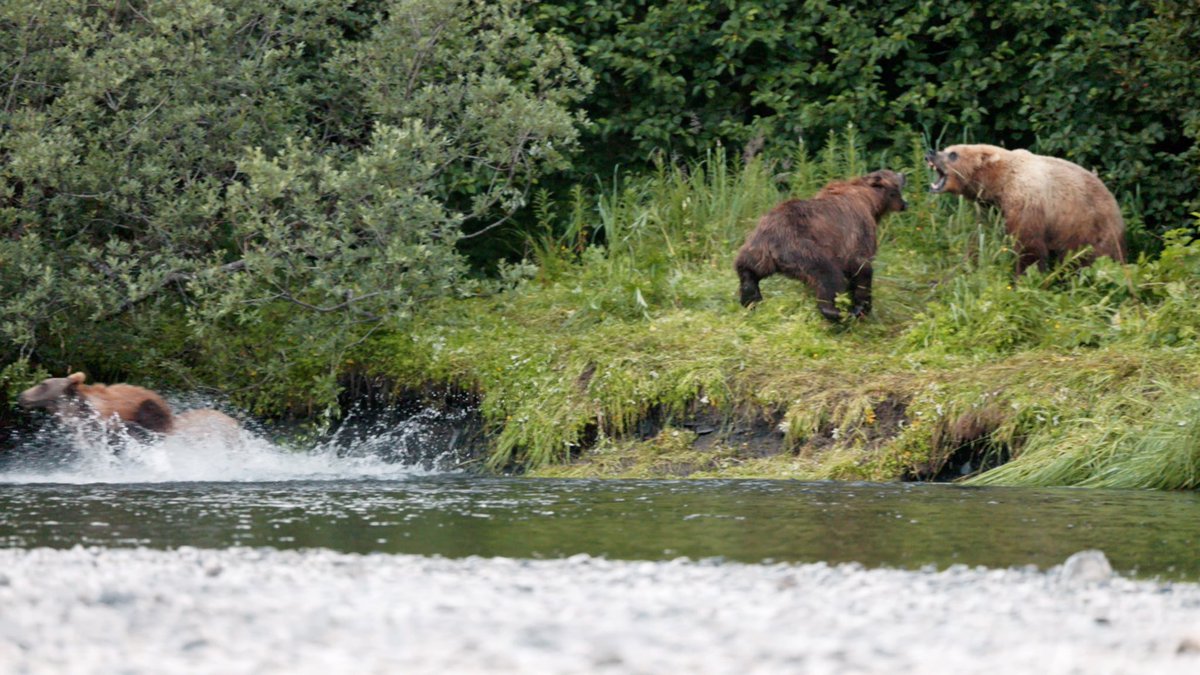 Kodiak Brown Bear Sow defends her 2 cubs after a surprise visit from a larger Sow with 3 cubs