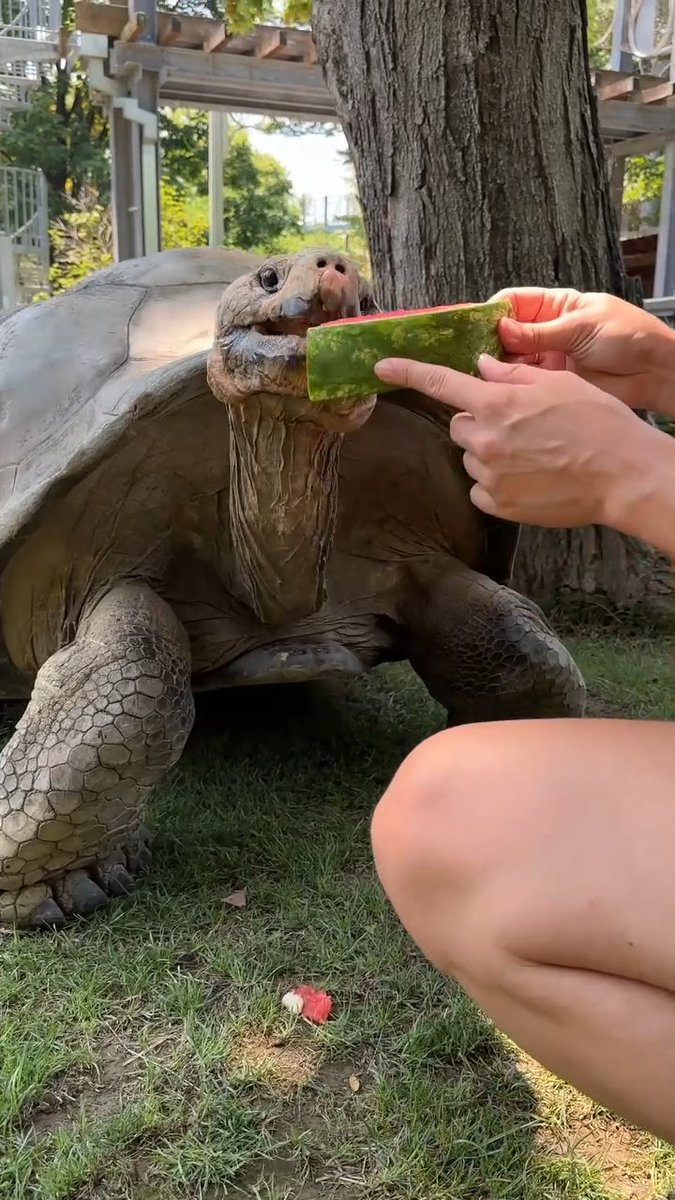 It's National Watermelon Day, and Abrazzo knows exactly how to celebrate... 😋🍉