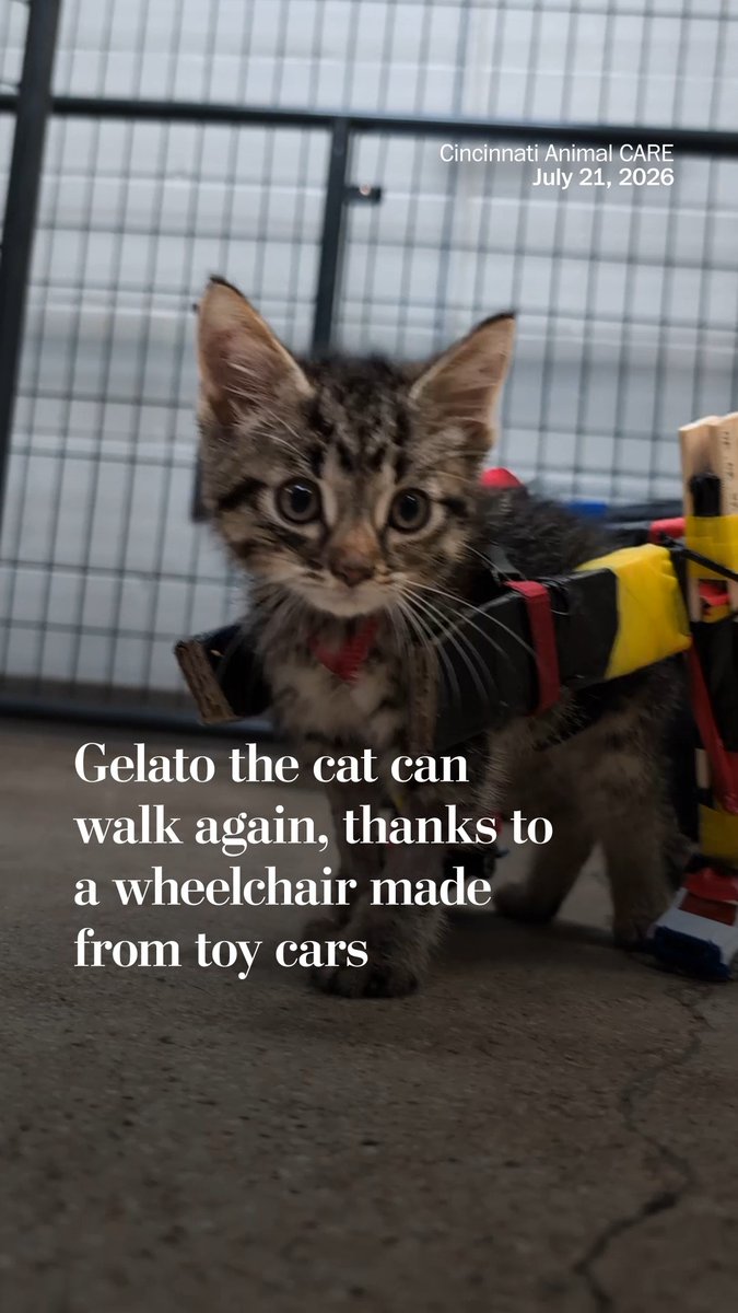 An injured kitten named Gelato gained the ability to walk thanks to a wheelchair that staff at a Cincinnati animal shelter built with toy cars and rulers. Read more: