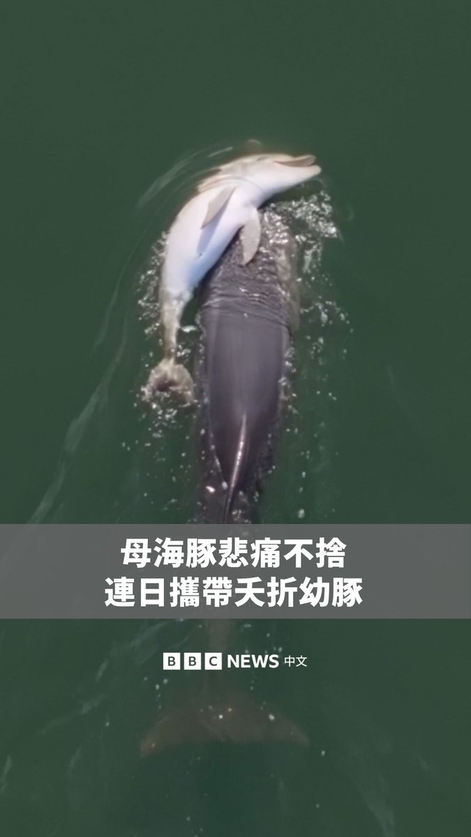 母海豚弗拉格尔在幼豚死亡后,连续数日携带着孩子的遗体。研究人员表示,这已是弗拉格尔失去的第四头幼豚。 澳洲海洋保育组织指,幼豚出生后呼吸频率异常偏高,是存活机率不高的迹象。而在冬季产下幼豚,也会增加生存挑战。 无人机画面显示,在这段期间,弗拉格尔所属的海豚群持续陪伴在牠身旁,提供支持。 专家指出,海豚在幼豚死亡后,常会出现类似哀悼行为,并携带遗体数日之久。最终,牠们仍必须放下幼豚,恢复觅食,才能继续生存。