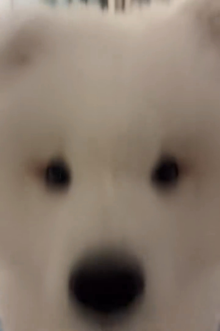 Soft white face up close ☁️🐶