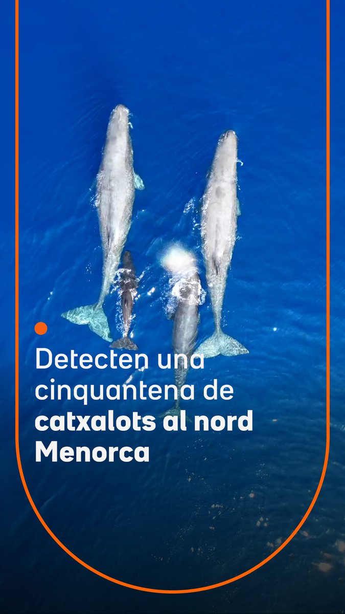 Una expedició científica ha detectat 48 catxalots, entre els quals una desena de cries, a les aigües del nord de Menorca. Es tracta d'una zona de cria important per a l'espècie que els científics demanen que sigui protegida