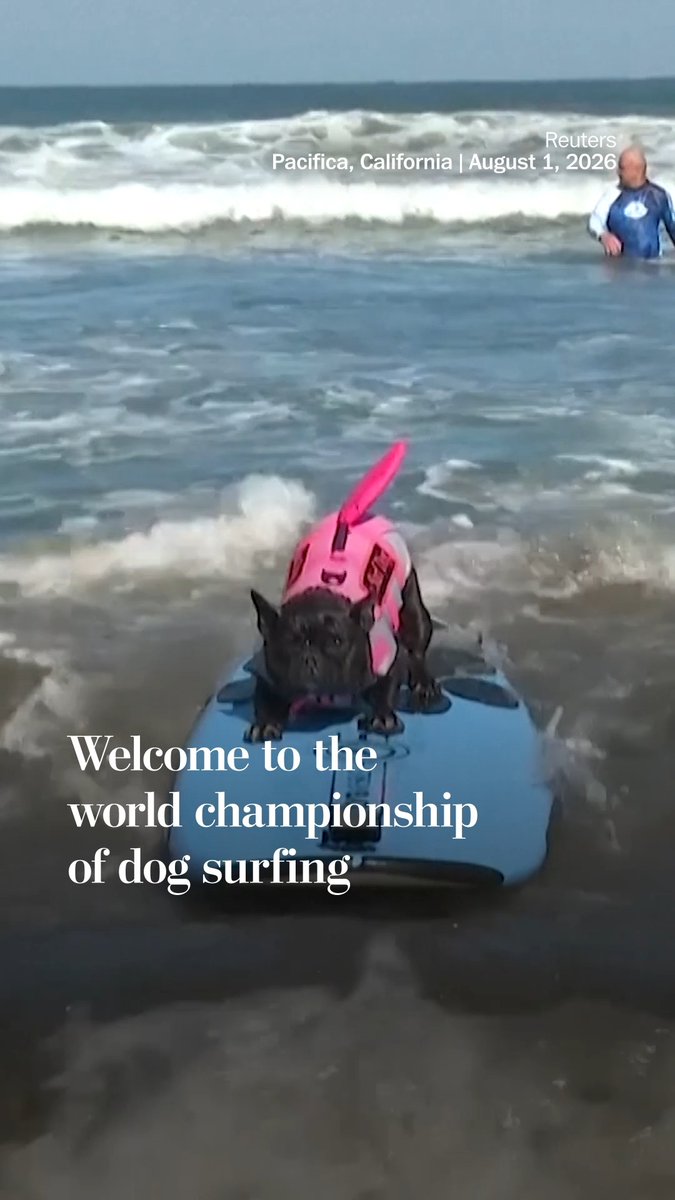 Each year, talented dogs and their adoring fans gather on a California beach for the World Dog Surfing Championships.