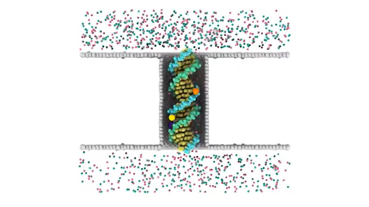 Physicists say they have successfully demonstrated via high-resolution simulations that a DNA molecule can in principle behave like an Archimedes screw in nanoscale. Learn more: