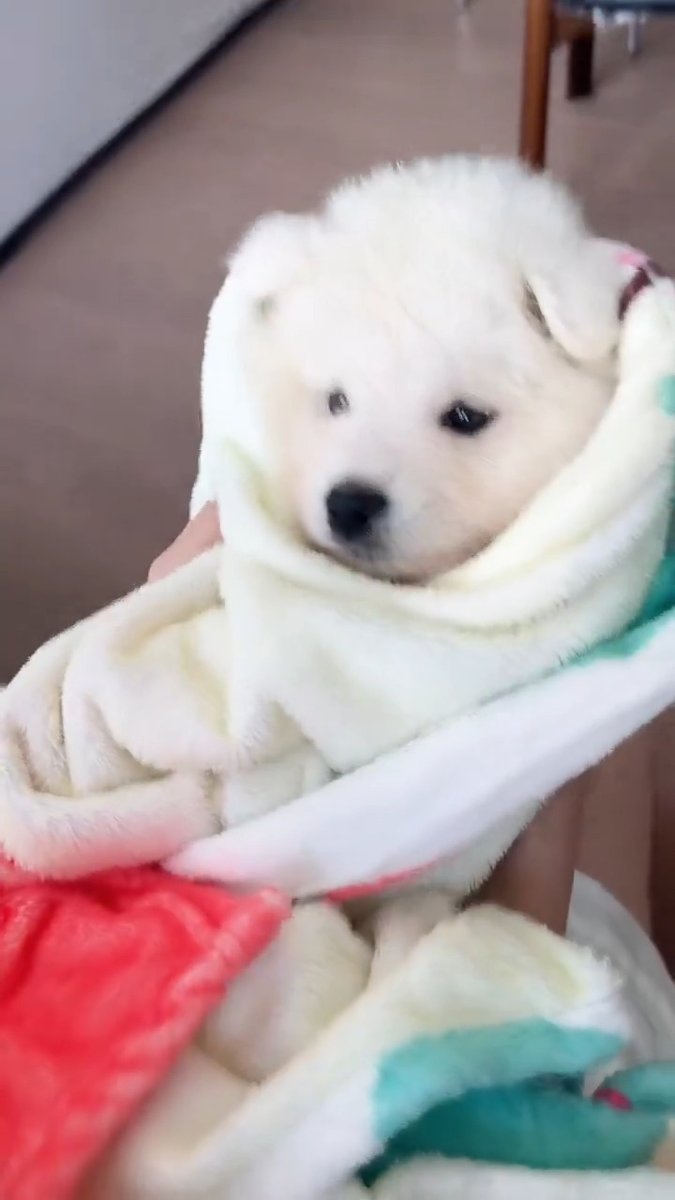 Fluffy baby mode 😍