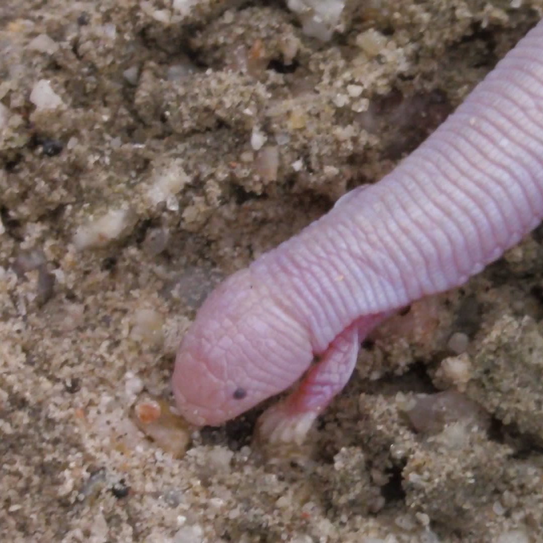The Mexican mole lizard only has two limbs!