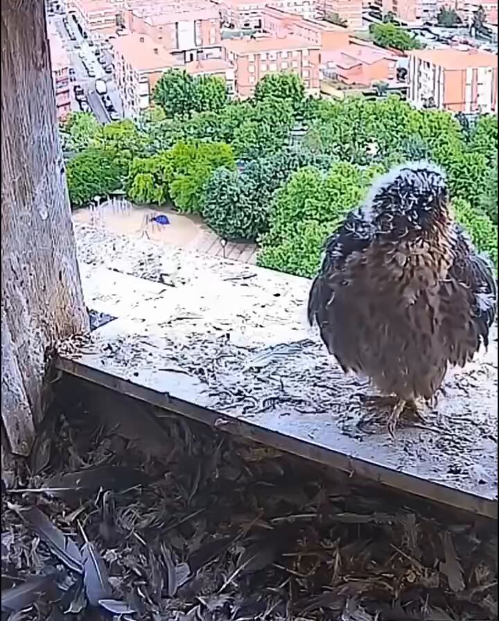 The female doesn't look very amused with pigeon as her lunch!