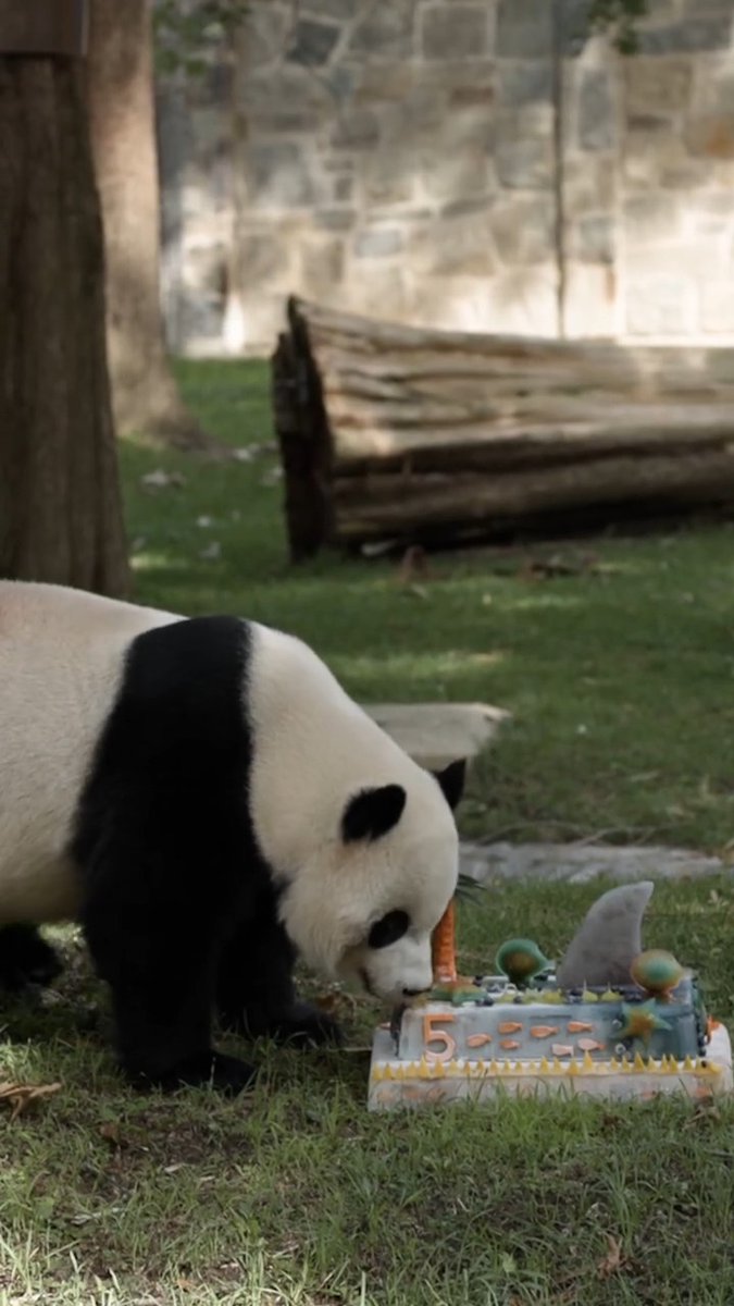 🐼🦈💦 Dive into five! Giant panda Bao Li celebrated turning five with a shark-themed birthday bash this morning. The “bearthday” boy enjoyed a special panda-friendly fruitsicle cake made by the Zoo's Department of Nutrition Science as crowds gathered at the Giant Panda Habitat.
