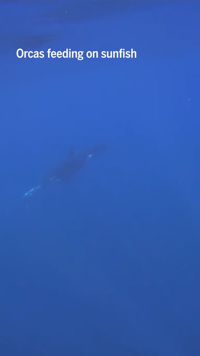 In September 2025, tourists off the coast of Mexico’s Cabo San Lucas captured footage of two orcas ramming a sunfish so hard it exploded—a rarely seen behavior scientifically described for the first time earlier this month. Experts say this could make it easier for the orcas to make meals of sunfish, which have thick, tough skin. It’s also possible the marine mammals might simply enjoy the act of turning sunfish into shrapnel. Learn more: News from Science