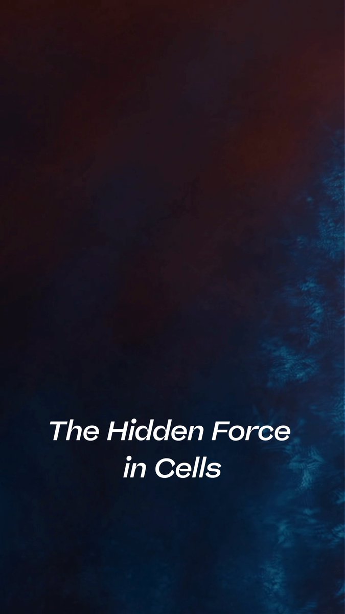 1/ A magnetic field thousands of times weaker than a fridge magnet can boost the energy output of your mitochondria by up to 40% — and cut their harmful byproducts at the same time. A new 2025 study. And the best explanation on offer is quantum. 🧵 2/ Beutner et al. exposed rat-heart mitochondria to a weak static field. In a narrow window, respiration jumped ~40%. Push the field higher and the effect vanished — a telltale "bell-shaped" response. The odd part: that field is far too weak to matter by classical rules. 3/ So how? The leading candidate is the radical pair mechanism — the same quantum spin chemistry thought to power bird navigation. A weak field doesn't force the reaction. It nudges a quantum coin-flip between electron spin states, and the chemistry amplifies the rest. 4/ It echoes something we've covered before: magnetic isotope effects shaping microtubule assembly. Different system, same underlying physics. Two windows onto how weak fields may tune the living cell. Full write-up: