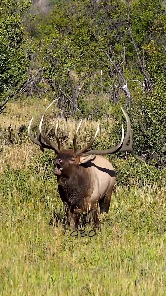 Who's excited to have one screaming in your face!!! 👀🏹 📸@goodbullguided #ITSINOURBLOOD #outdoors #elk #bullelk