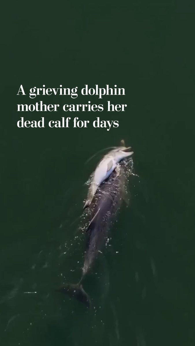 A mother dolphin in Western Australia has been carrying the body of her 2-week-old calf through an estuary. Researchers say the behavior is believed to reflect a period of mourning that has been documented in dolphins before the mother eventually lets go to feed and survive.