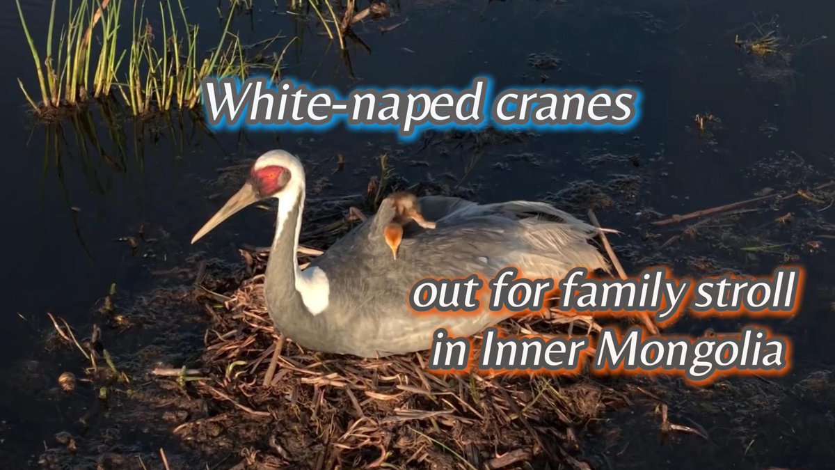 Two fluffy white-naped crane chicks were spotted alongside their parents in the wetlands of Xilingol Grassland National Nature Reserve in north China's Inner Mongolia Autonomous Region, reflecting the success of ongoing conservation efforts. #ChinaSeen