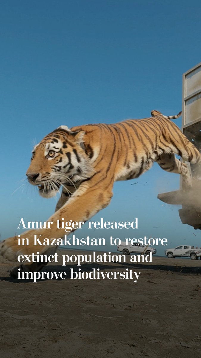 A female Amur tiger named Umit has been released into Ile-Balkhash Nature Reserve in Kazakhstan. Her release is part of a long-developed reintroduction project to restore the extinct Caspian tiger to Central Asia and improve biodiversity in the region.