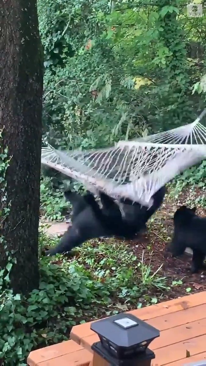 ハンモック相手に苦戦するクマの動画良すぎてずっと見てる