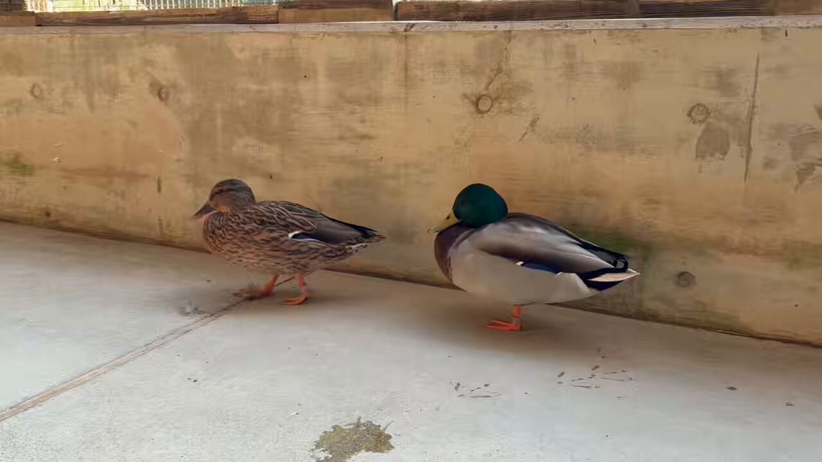 とてとてとてとて………🦆 #須坂市動物園 #須坂市 #マガモ