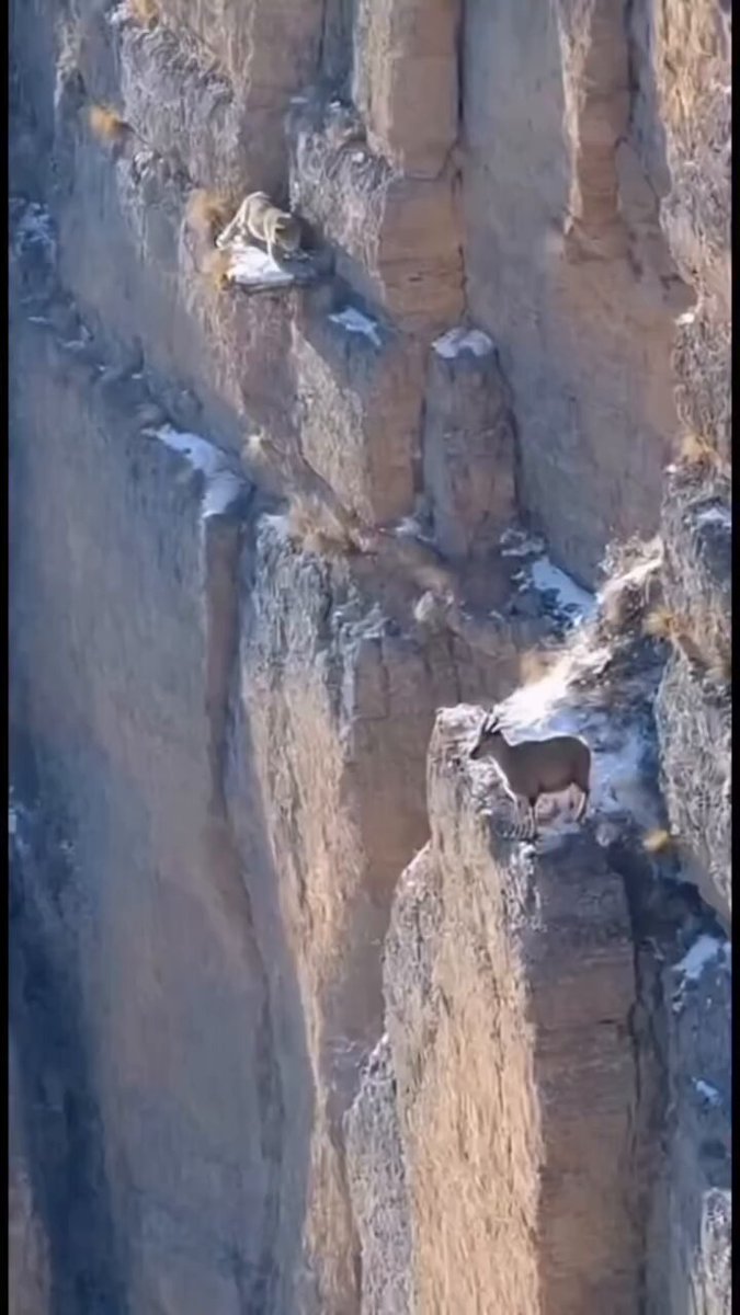 🐐⛰️💀 One Step From the Abyss 😱🐆 One silent ambush... One impossible escape...
