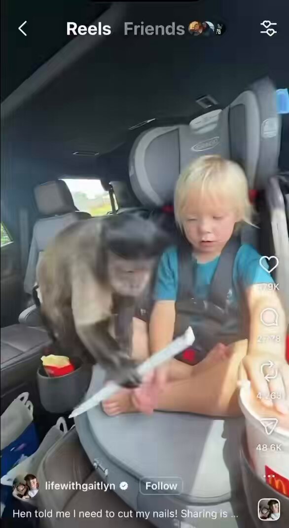 Monkeys too useless walahi, werey don almost finish drink through sampling😭💔
