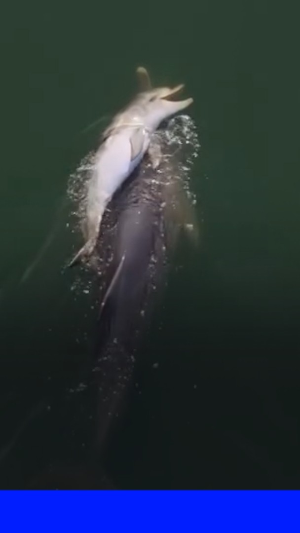 Une femelle dauphin porte sur son dos le corps sans vie de son petit