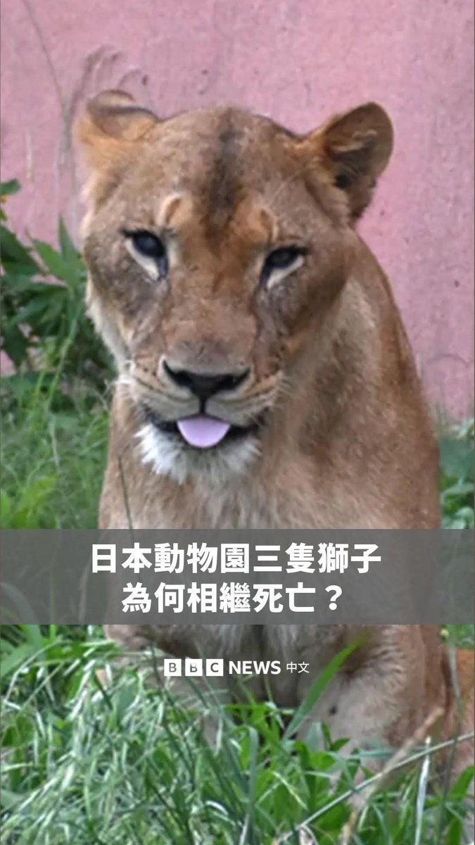 东京一间动物园近日证实,三头雌狮在一周内相继死亡,死因可能与高温有关。事件发生在东京西部的多摩动物园,死亡的三头雌狮年龄介于3岁至15岁,园方表示,尸检发现牠们出现严重脱水,以及多重器官衰竭。