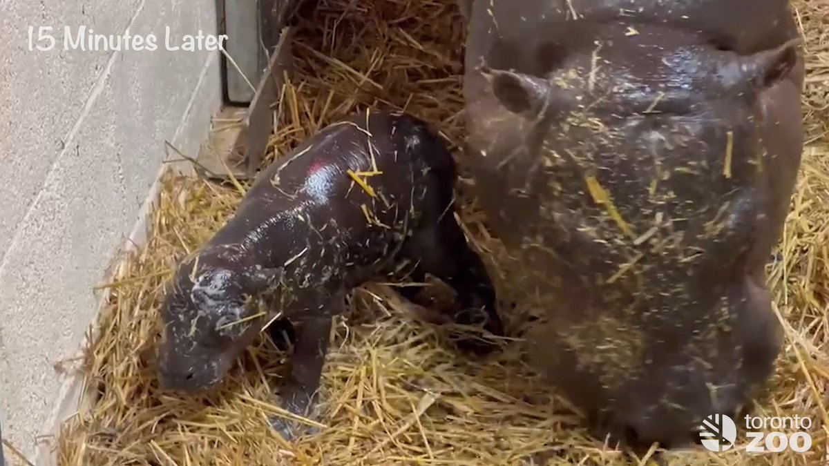 We have some big, little exciting news to share 📣 Your Toronto Zoo is thrilled to announce the birth of a female endangered pygmy hippo calf 🍼🦛 Read more ⬇️